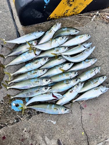 サバの釣果
