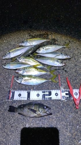 アジの釣果