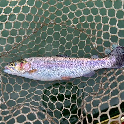 ニジマスの釣果