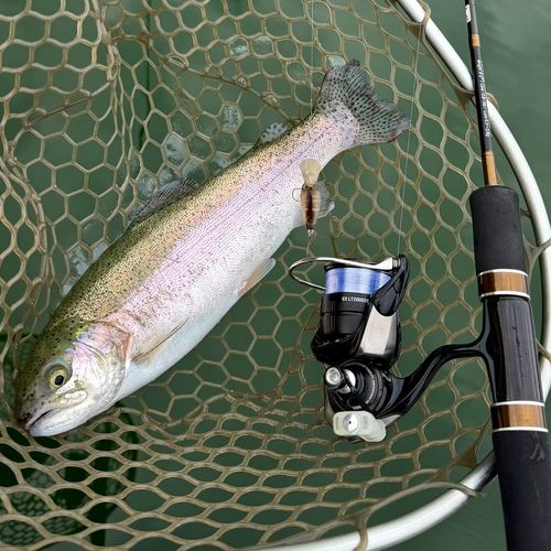 ニジマスの釣果