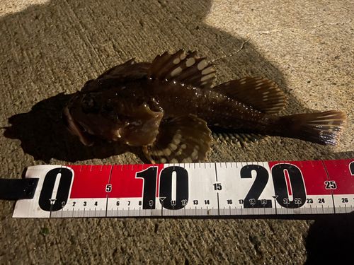 マカジカの釣果