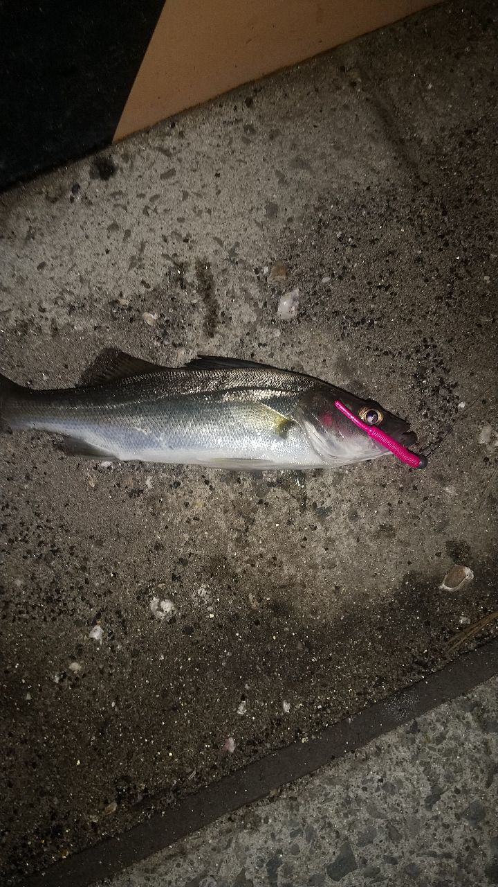 セイゴ（ヒラスズキ）