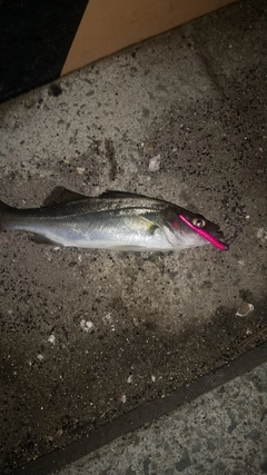 セイゴ（ヒラスズキ）の釣果