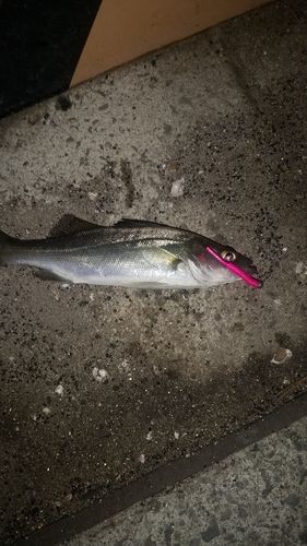 セイゴ（ヒラスズキ）の釣果