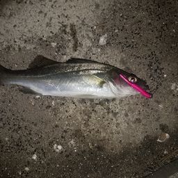 セイゴ（ヒラスズキ）