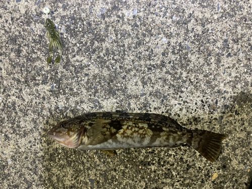 アイナメの釣果