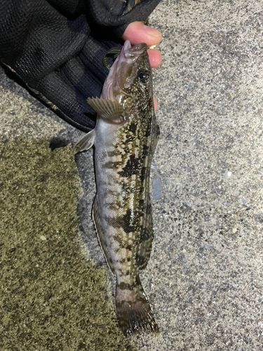 アイナメの釣果