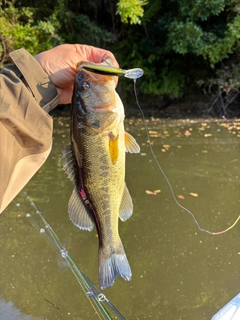 ラージマウスバスの釣果