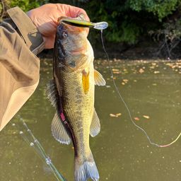 ラージマウスバス