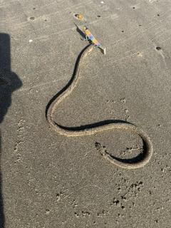 ウミヘビの釣果