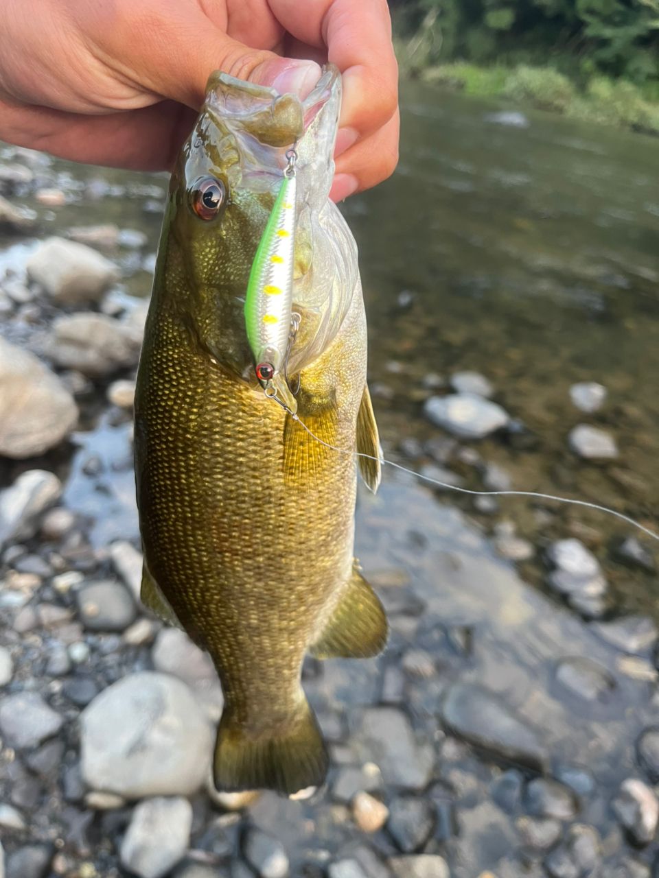 スモールマウスバス