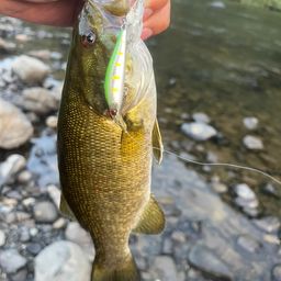 スモールマウスバス