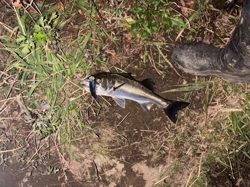 セイゴ（マルスズキ）の釣果