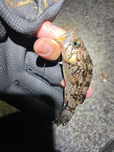 クロソイの釣果