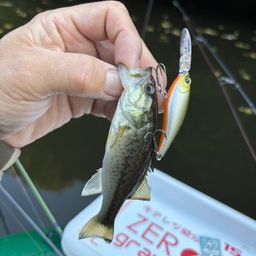 ラージマウスバス