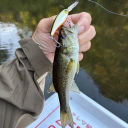 ラージマウスバス