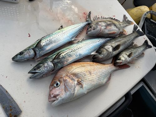 タイの釣果