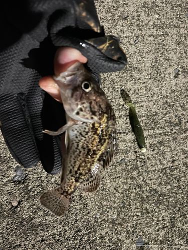 クロソイの釣果