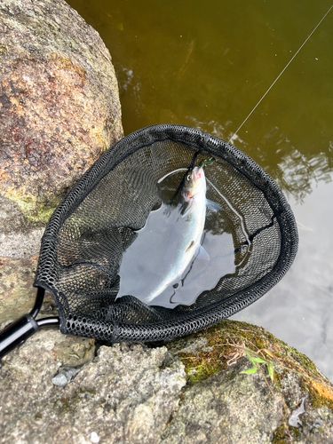 ミッドクリークフィッシングエリア