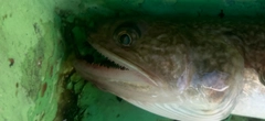 エソの釣果