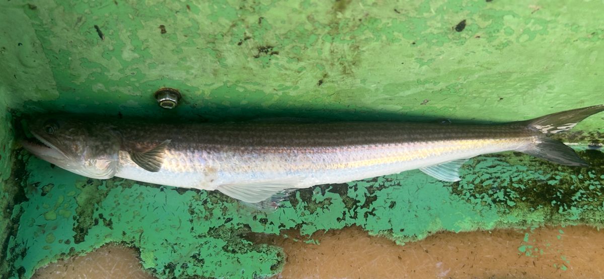 コッスーFさんの釣果 2枚目の画像