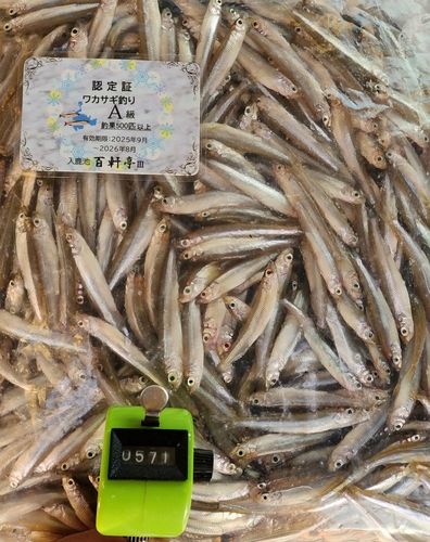 ワカサギの釣果