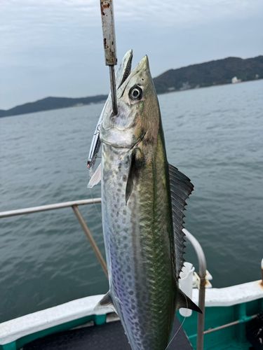 サワラの釣果