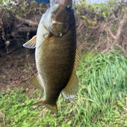 スモールマウスバス