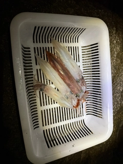 ヤリイカの釣果