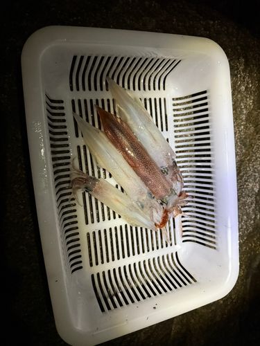 ヤリイカの釣果