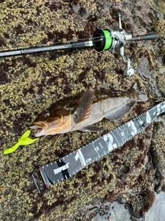 アイナメの釣果