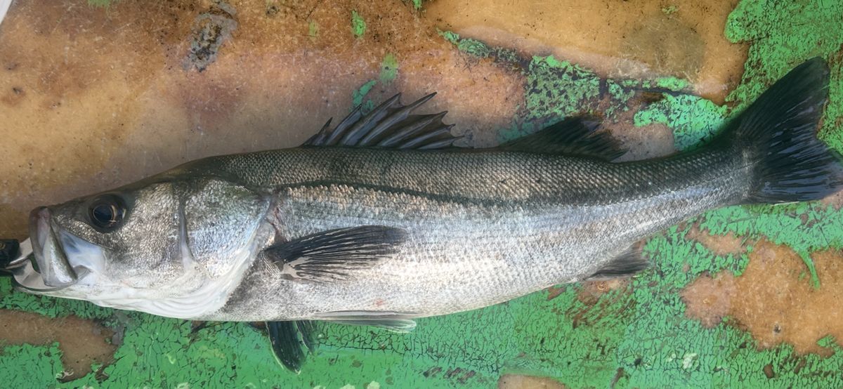 コッスーFさんの釣果 2枚目の画像