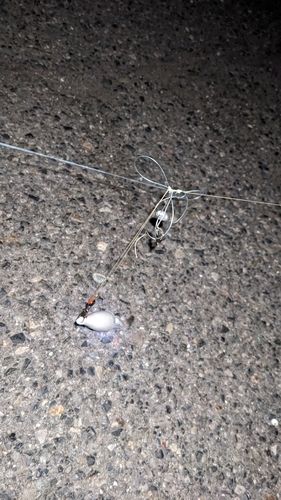 セイゴ（タイリクスズキ）の釣果