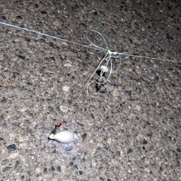 セイゴ（タイリクスズキ）