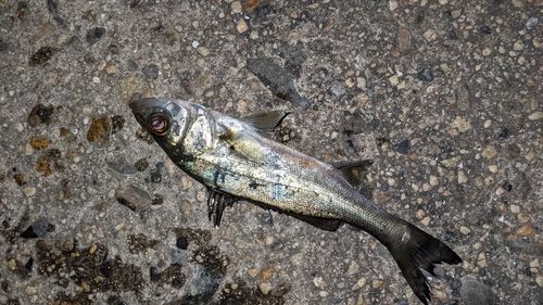 セイゴ（タイリクスズキ）の釣果