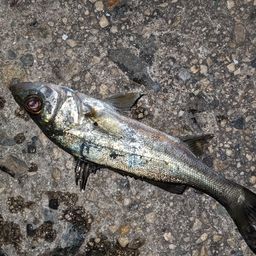 セイゴ（タイリクスズキ）