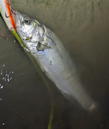 セイゴ（マルスズキ）の釣果