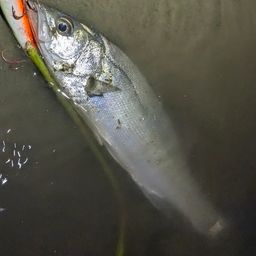 セイゴ（マルスズキ）