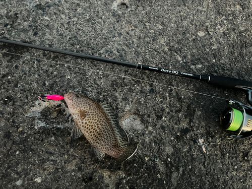 オオモンハタの釣果