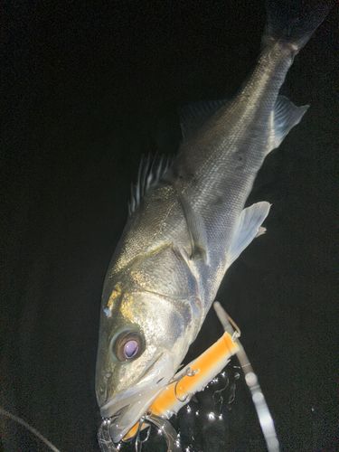 フッコ（マルスズキ）の釣果