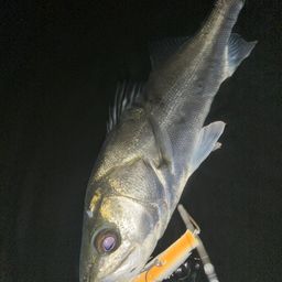 フッコ（マルスズキ）