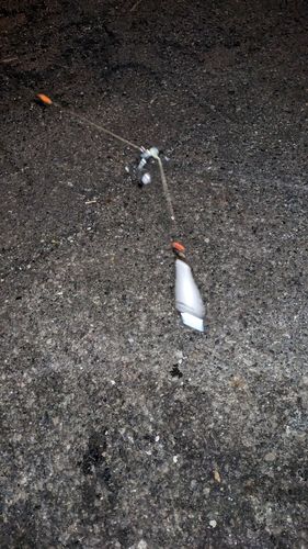 セイゴ（タイリクスズキ）の釣果