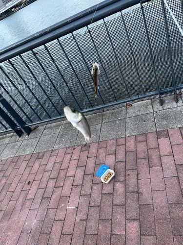 セイゴ（ヒラスズキ）の釣果