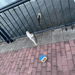 セイゴ（ヒラスズキ）