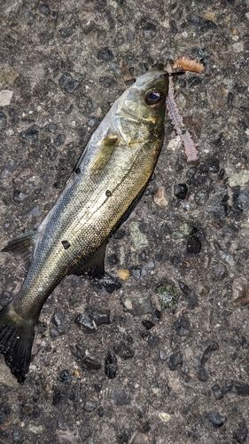 セイゴ（タイリクスズキ）の釣果