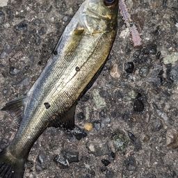 セイゴ（タイリクスズキ）