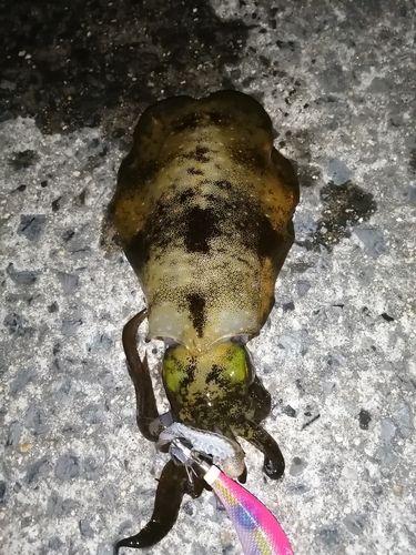 アオリイカの釣果