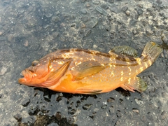 キジハタの釣果