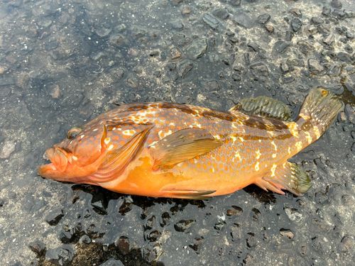 キジハタの釣果