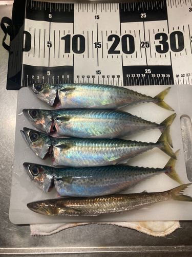 サバの釣果